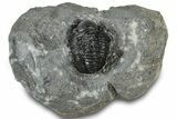 Detailed Gerastos Trilobite Fossil - Morocco #311248-3